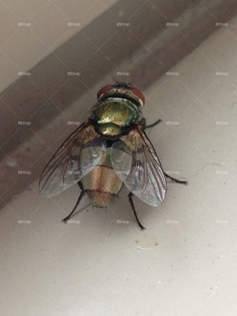 Shiny fly. Fly in a window sill