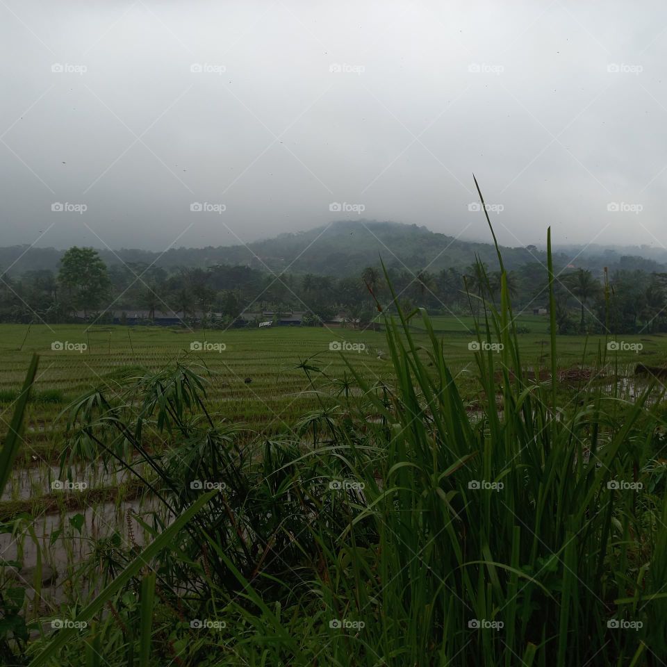 View of rice fields during drizzle