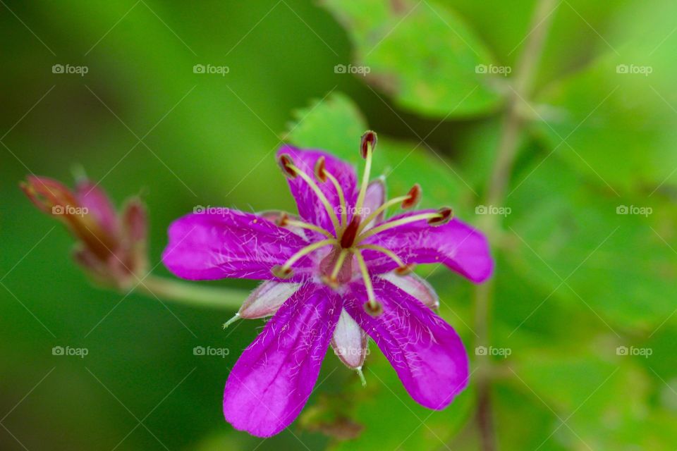 Fuchsia Wild Flower