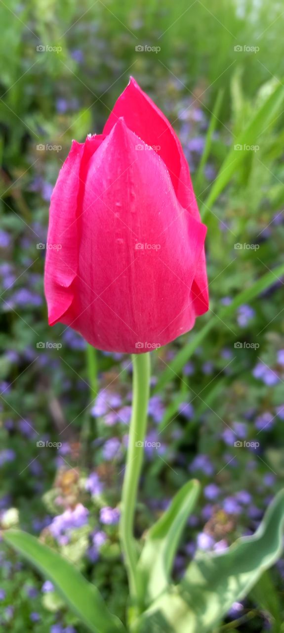 pink tulip