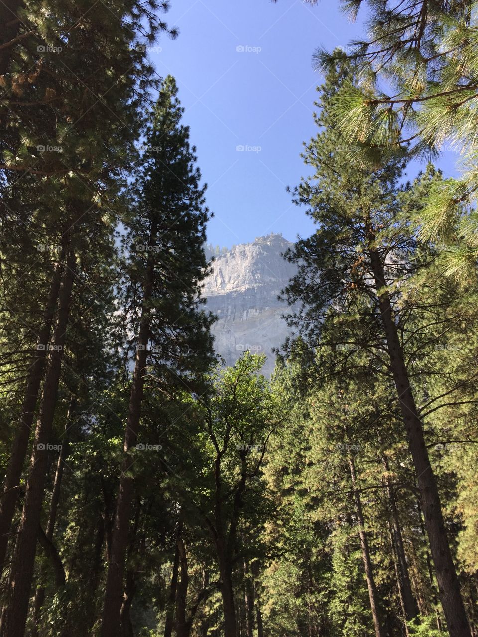 Looking over the trees. Looking over the trees in the woods
