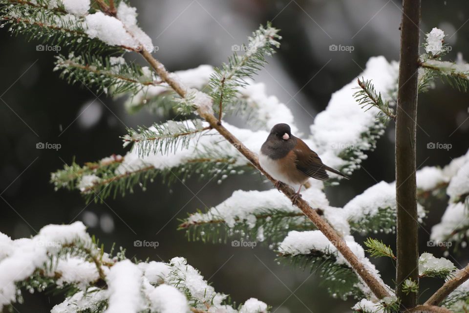 Bird perched on snow covered branches 