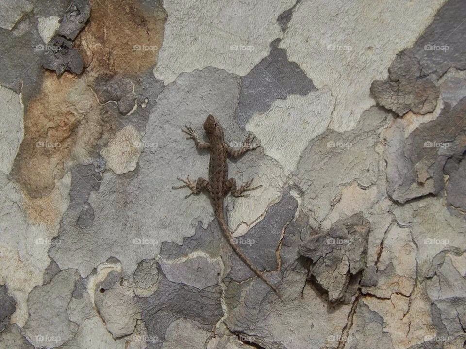 Lone Lizard