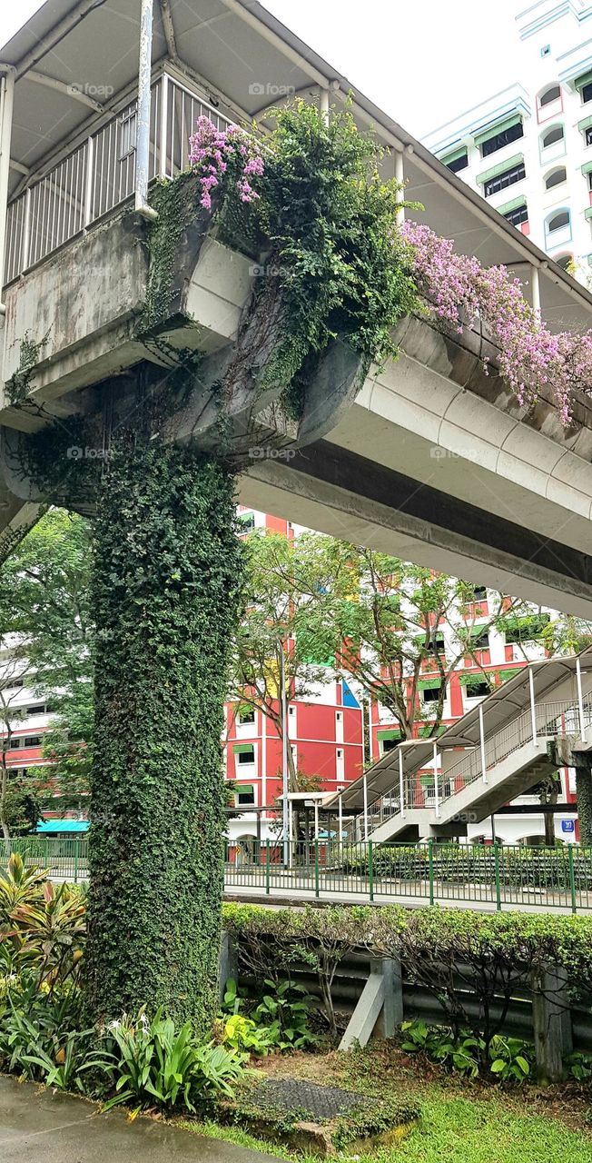 climber plants on over bridge pillers in urban area