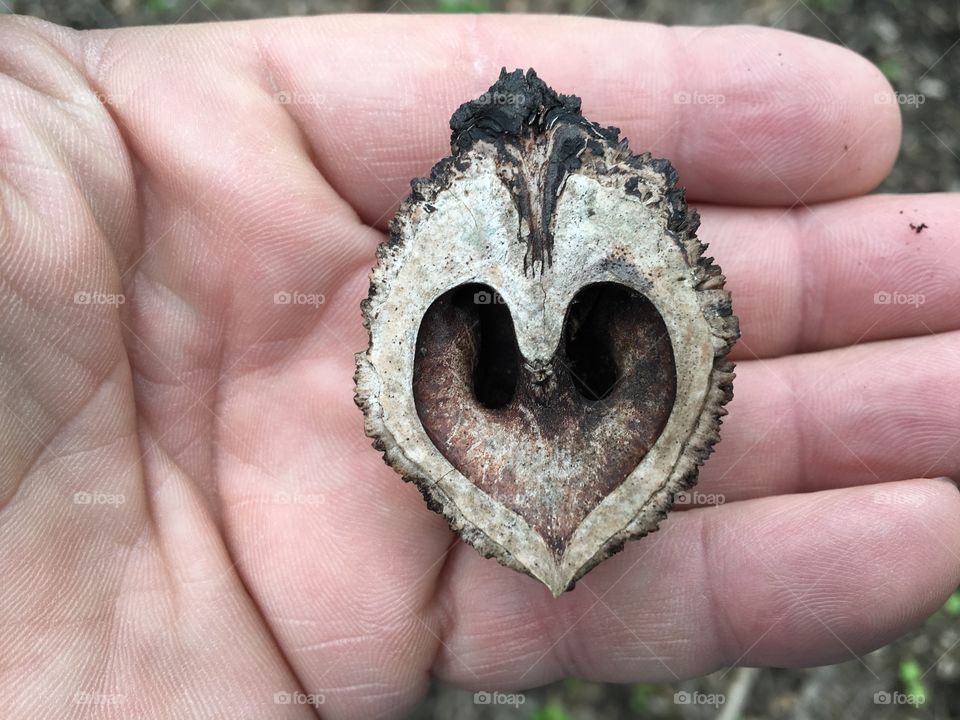 Black walnut shell in man's hand