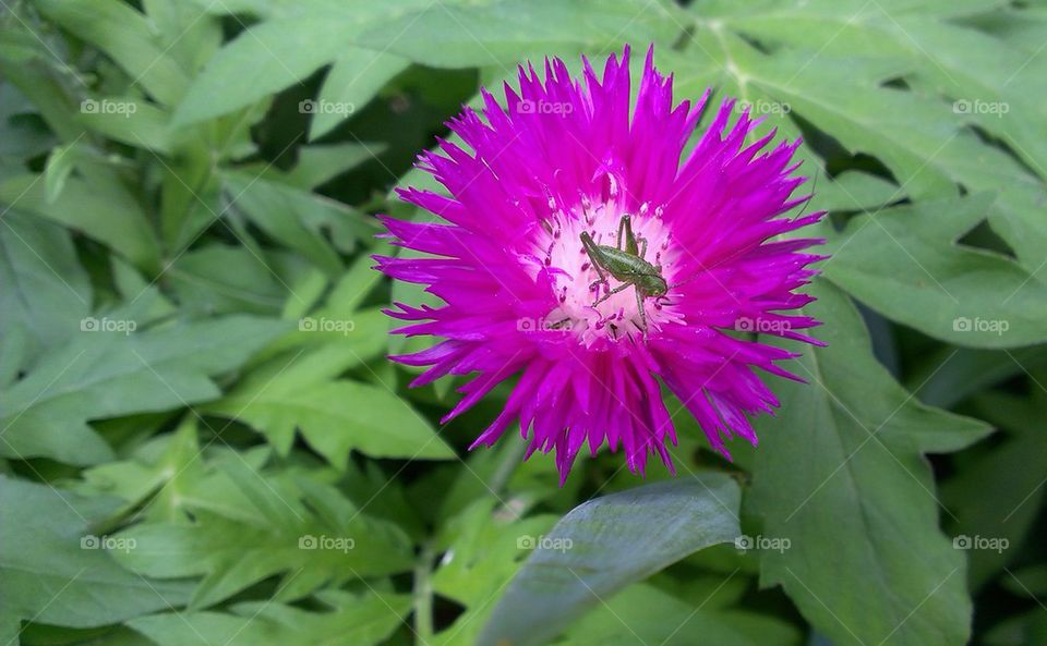 grasshopper pink