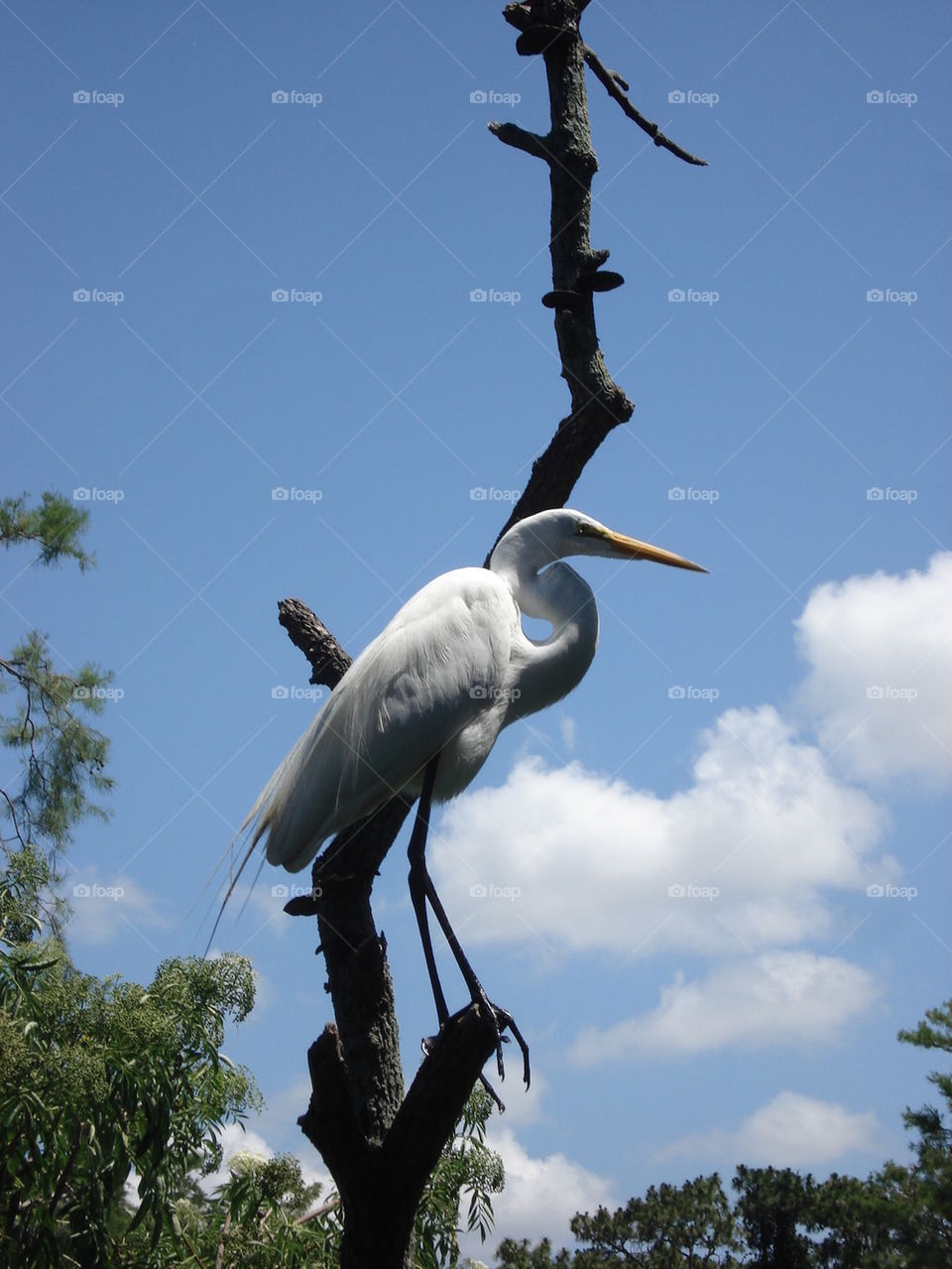 egret