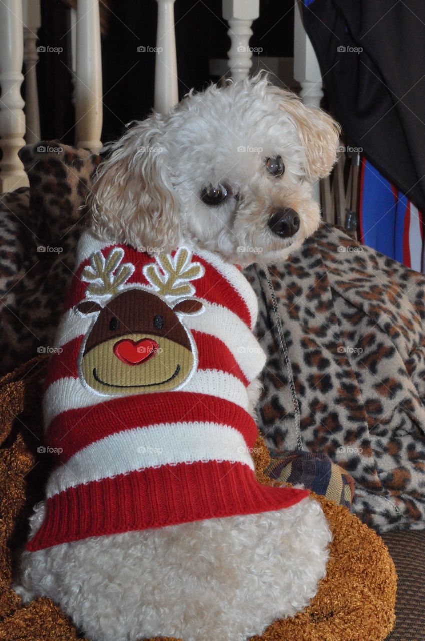 Poodle in Christmas sweater. White poodle wearing a red and white striped sweater with Rudolph the red nose reindeer on it during the holidays