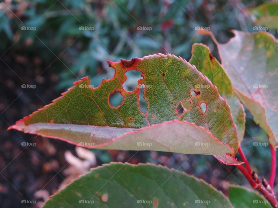 Leaf with holes in it, beautiful colour