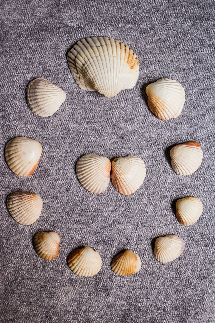 The most known shape of cockles and seashells. However, you can always find different sizes.