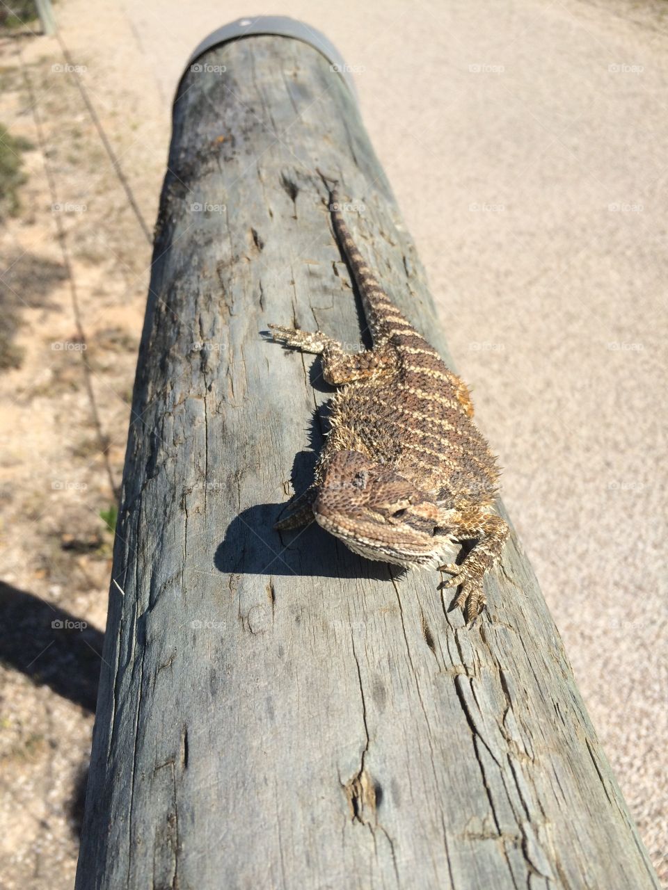Resting lizard. I was on holiday and stop at the great Australian bite, where I saw this guy getting some sun. 