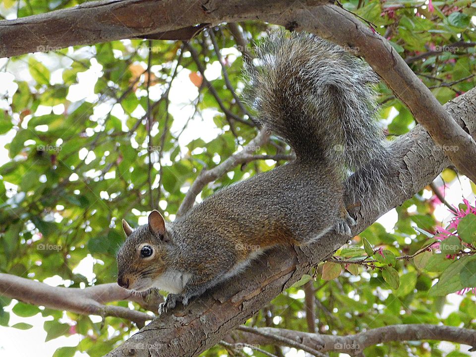 Wild Animals of The United States Foap Missions - A squirrel scampers down a tree limb with a bushy his bushy tail trailing 