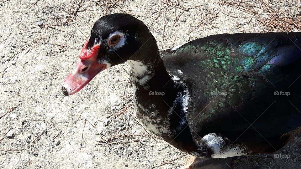 Duck in Monte Urpinu, Cagliari, Italy
