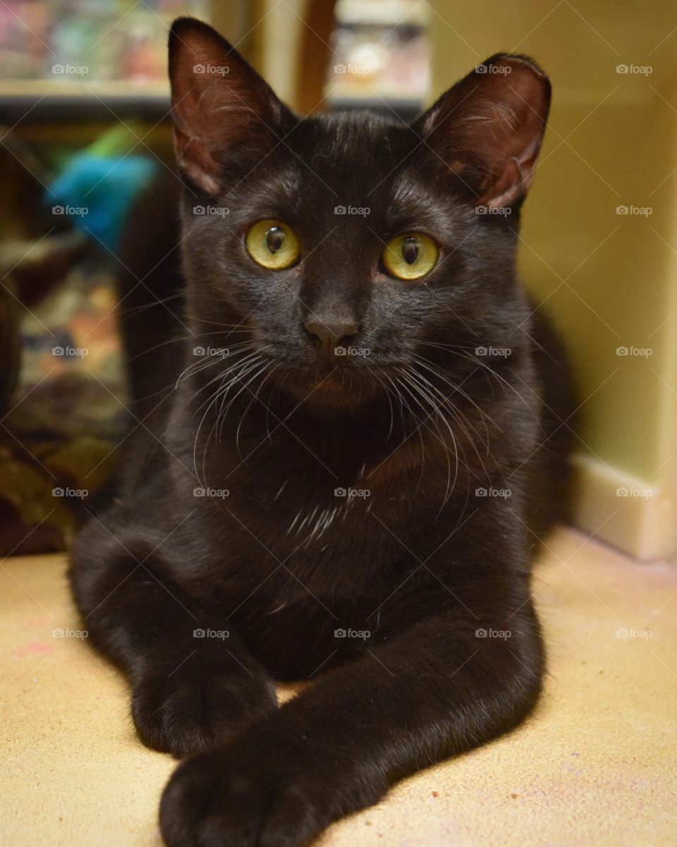Meet beautiful girl Guinan! She is an adoptable kitty with smartpetz.com. She was born in a feral colony and had a rough start. She has been in the petsmart condos for the last 3 months due to no foster space. Super sweet girl, with tons of love!