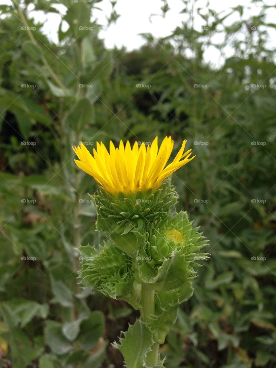 Saw-Leaf Daisy