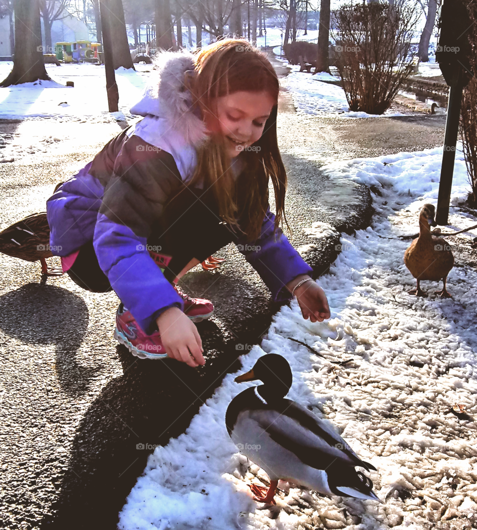 little girl feeding ducks at the park on a sunny winter day
