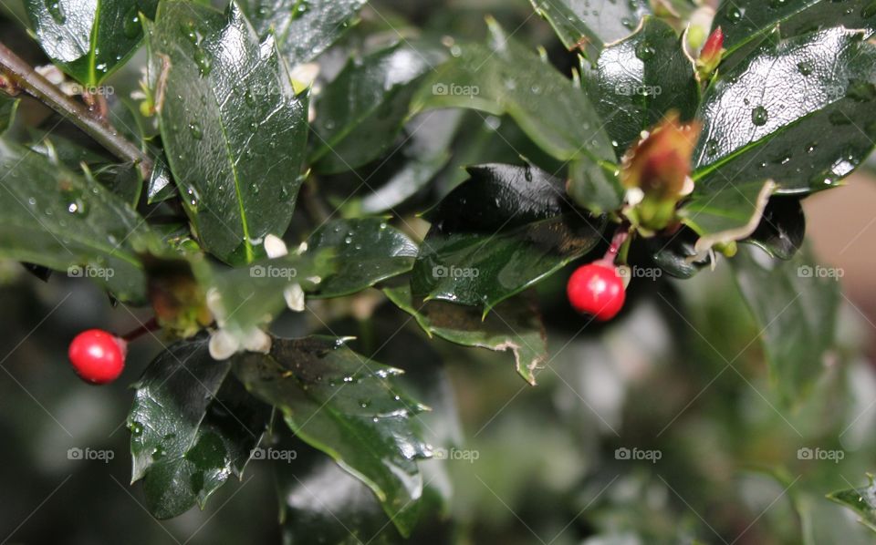 Holly leaves and bright red berries with raindrops 