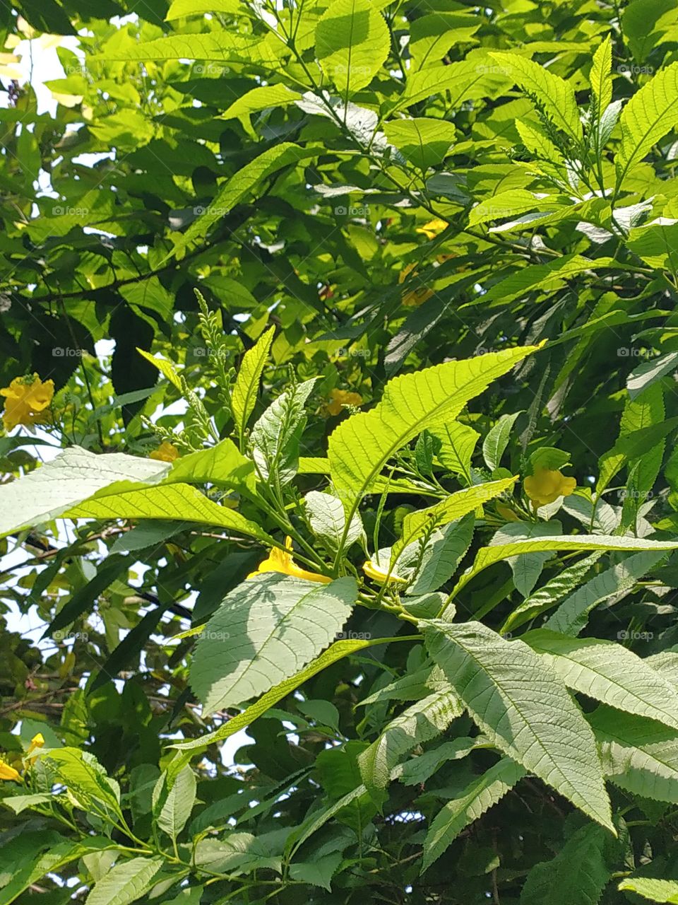 The golden sunshine of early autumn adds to the beauty of nature