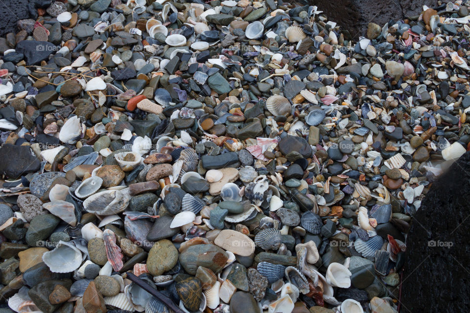 Ocean Seashells and Rocks 