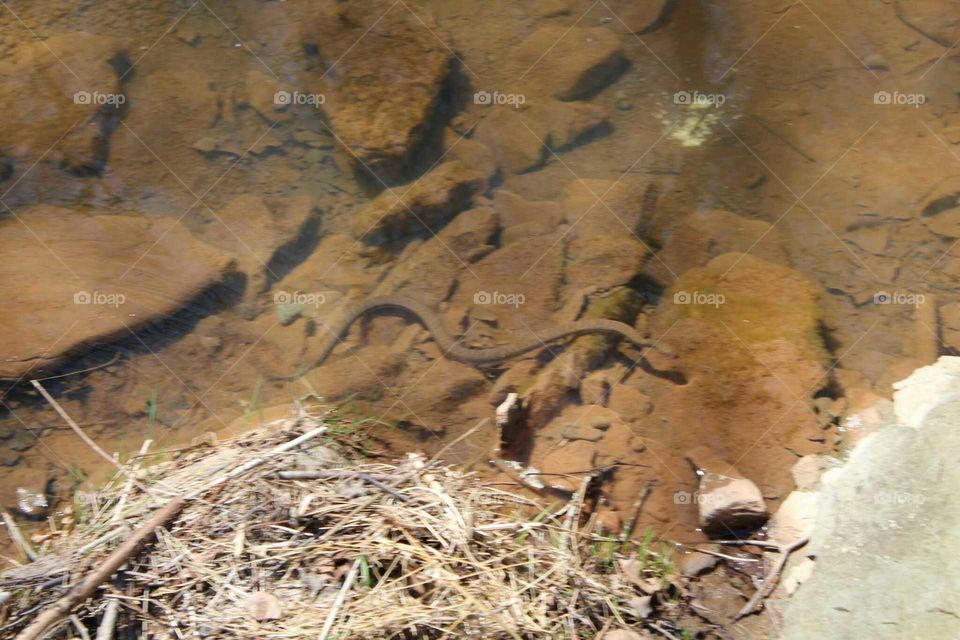 Water Snake in Creek