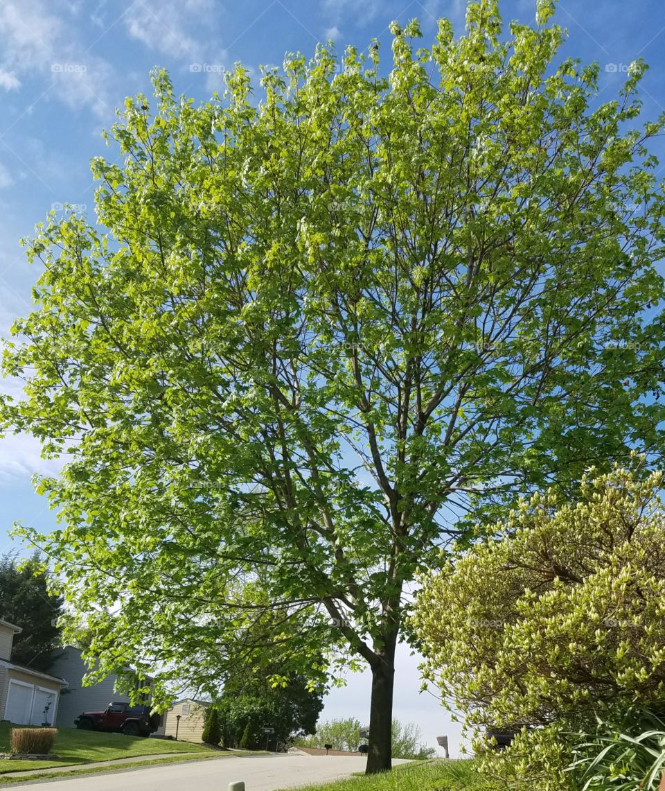 tree in yard