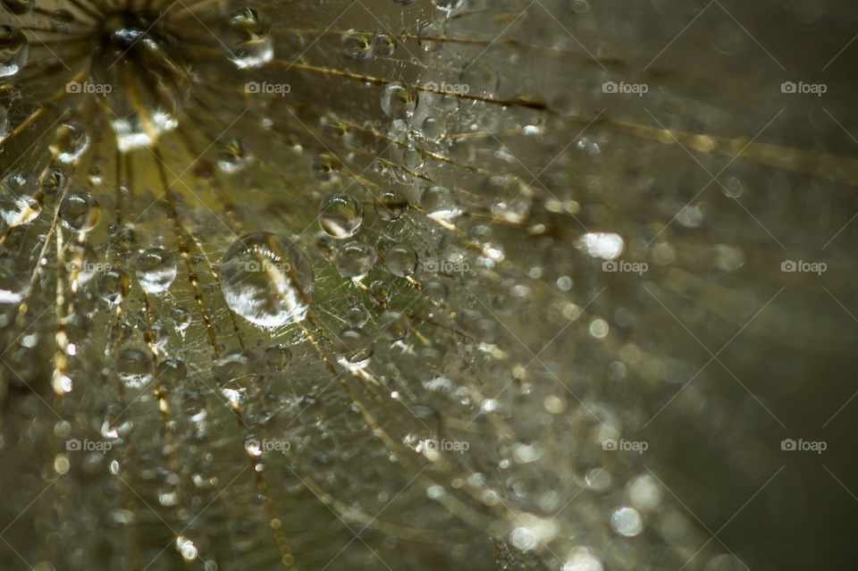 Dewdrops on a dandelion close-up
