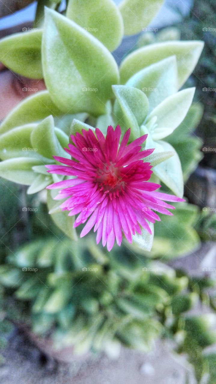 pink colour flower