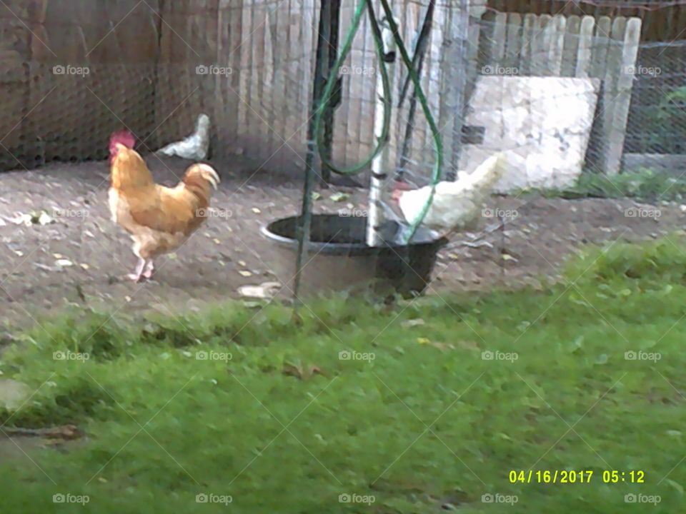 chickens in field