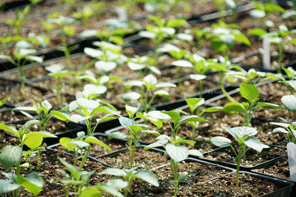 Green Seedlings Sprouting In Soil Trays