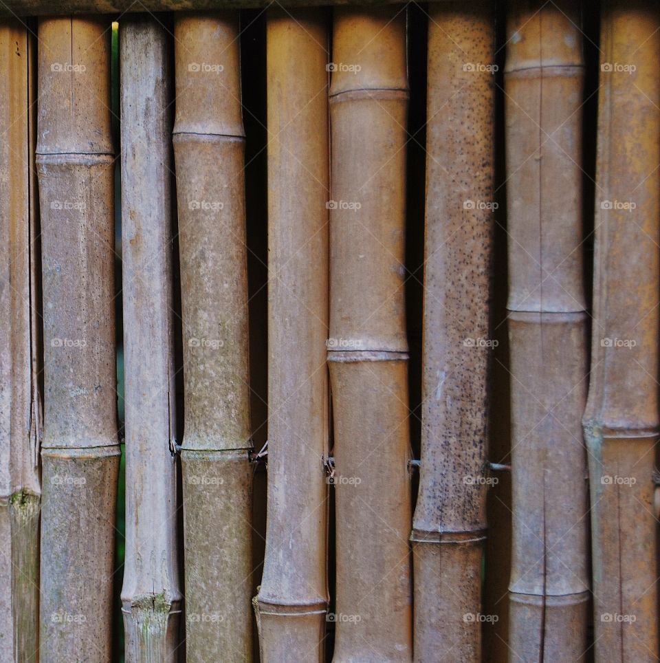 Bamboo fence 