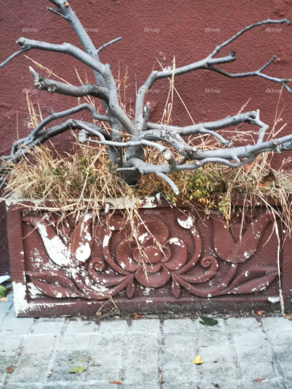 Vieja y antigua jardinera con ramas secas