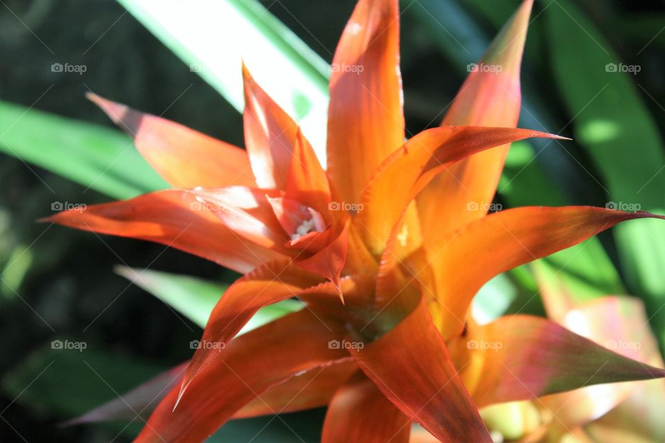 Close-up of orange flower