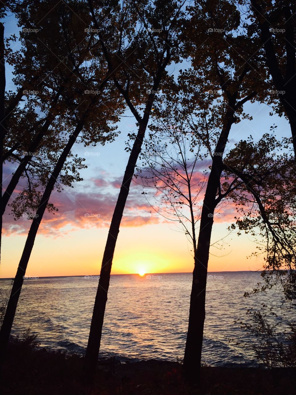 Tree, No Person, Landscape, Dawn, Nature