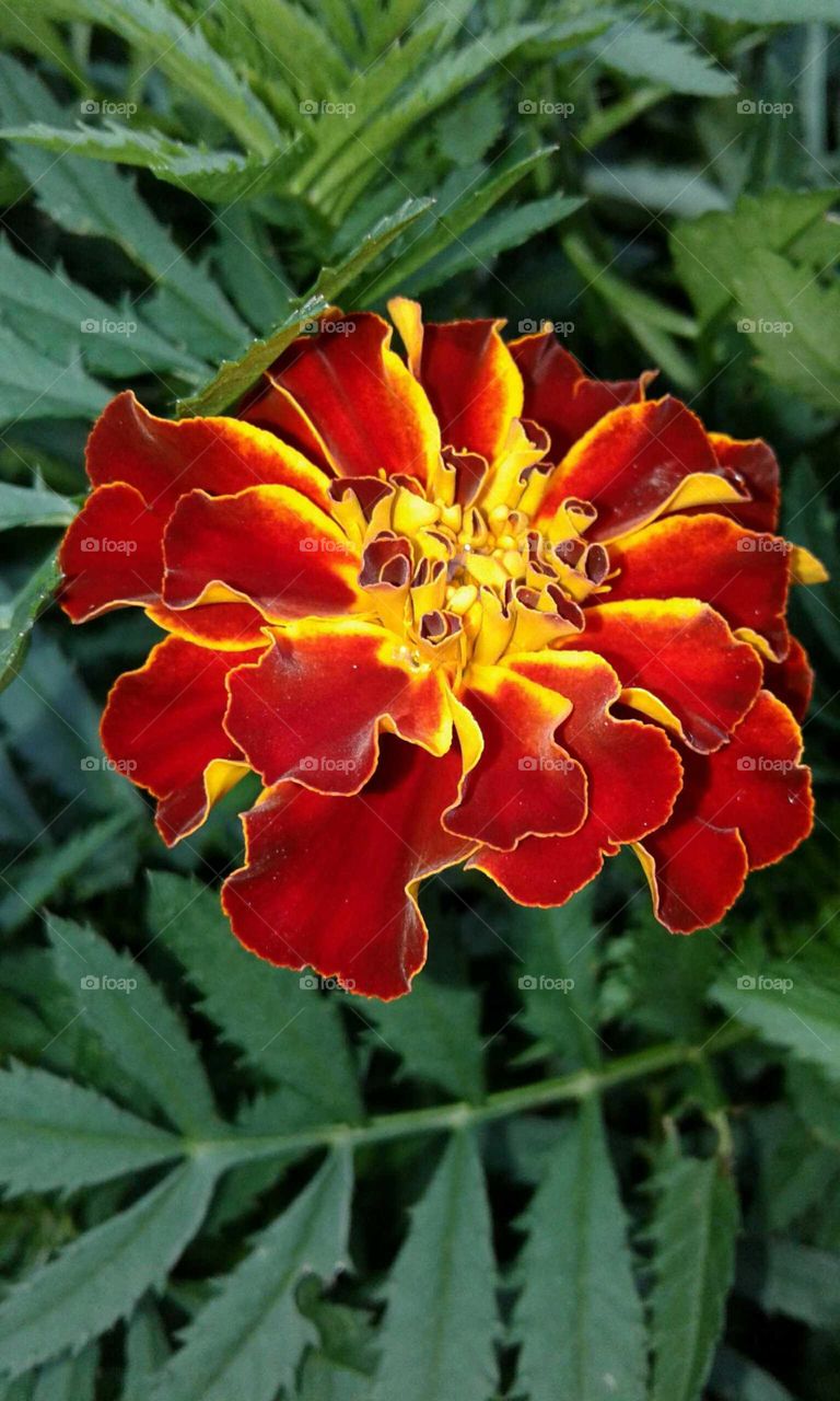 Marigold