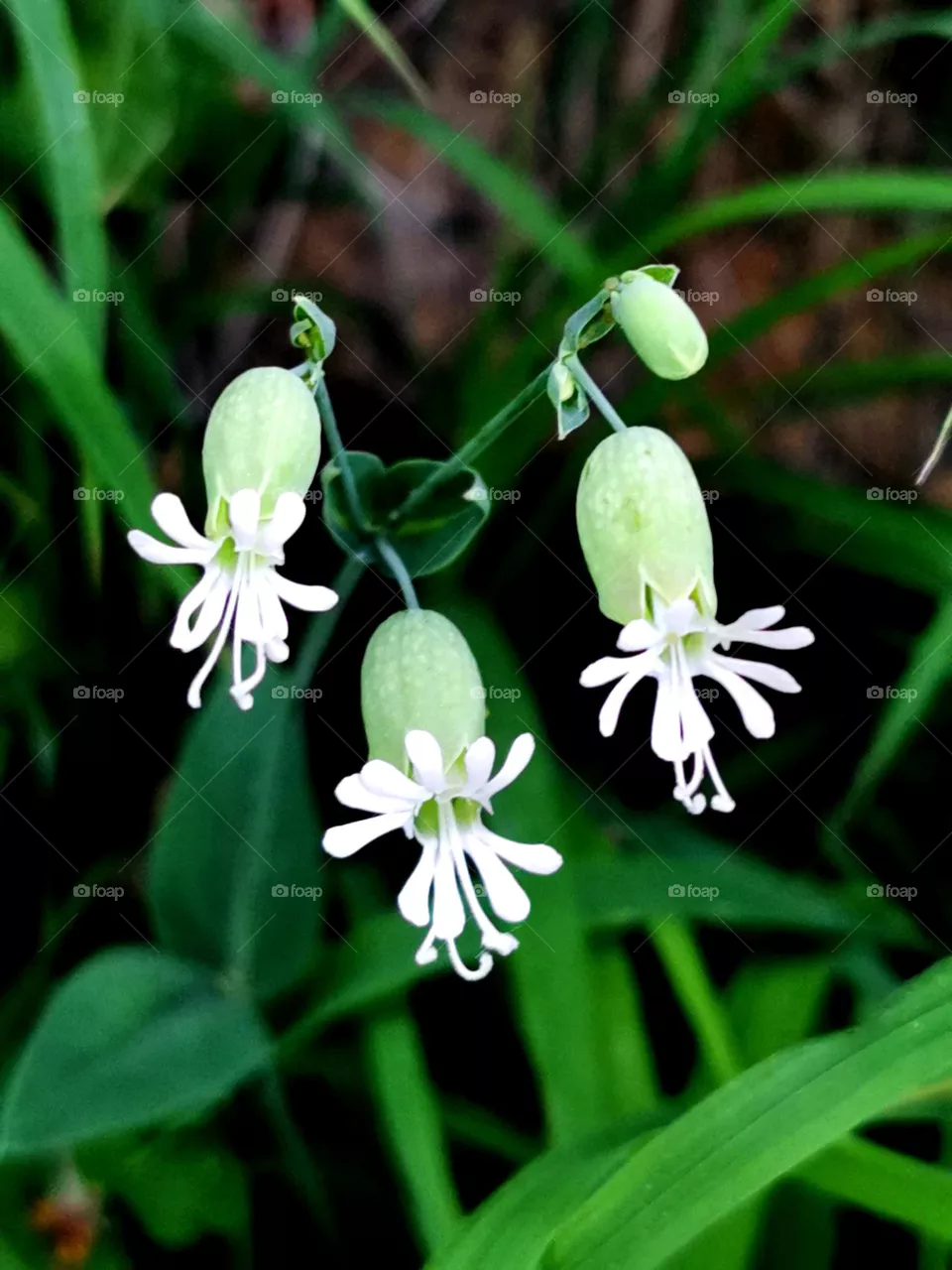 Nature's grace