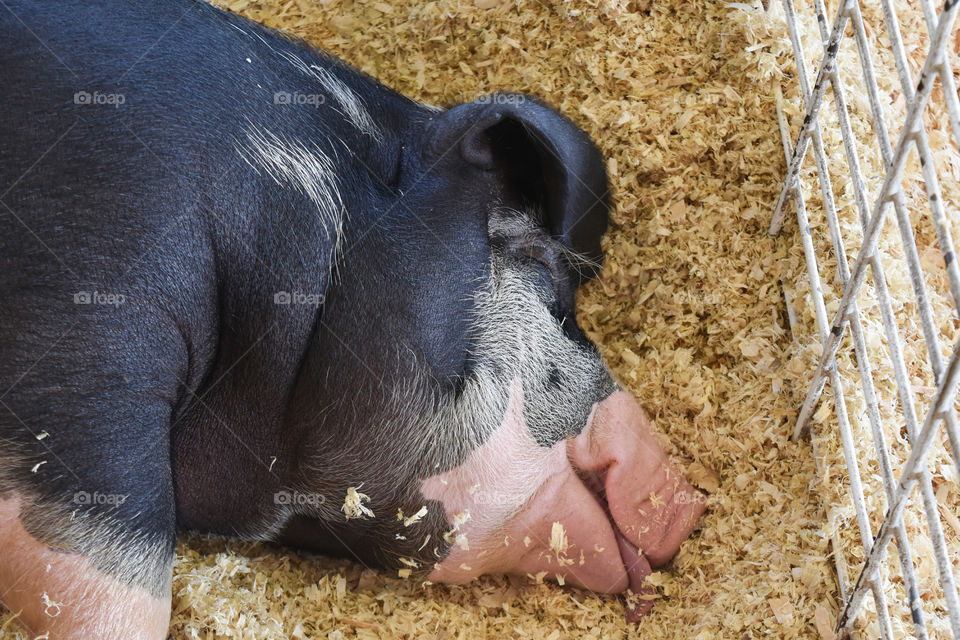 Pig sleeping at the state or county fair