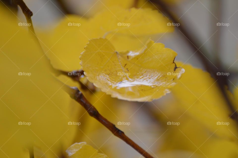yellow fall leaves on a rainy day