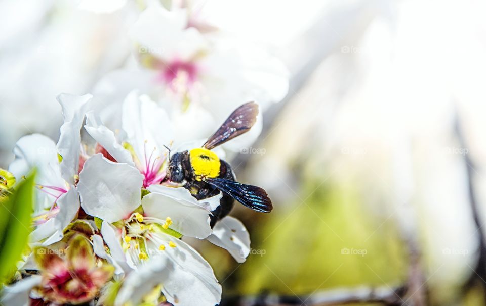 magnificent bee on a flower