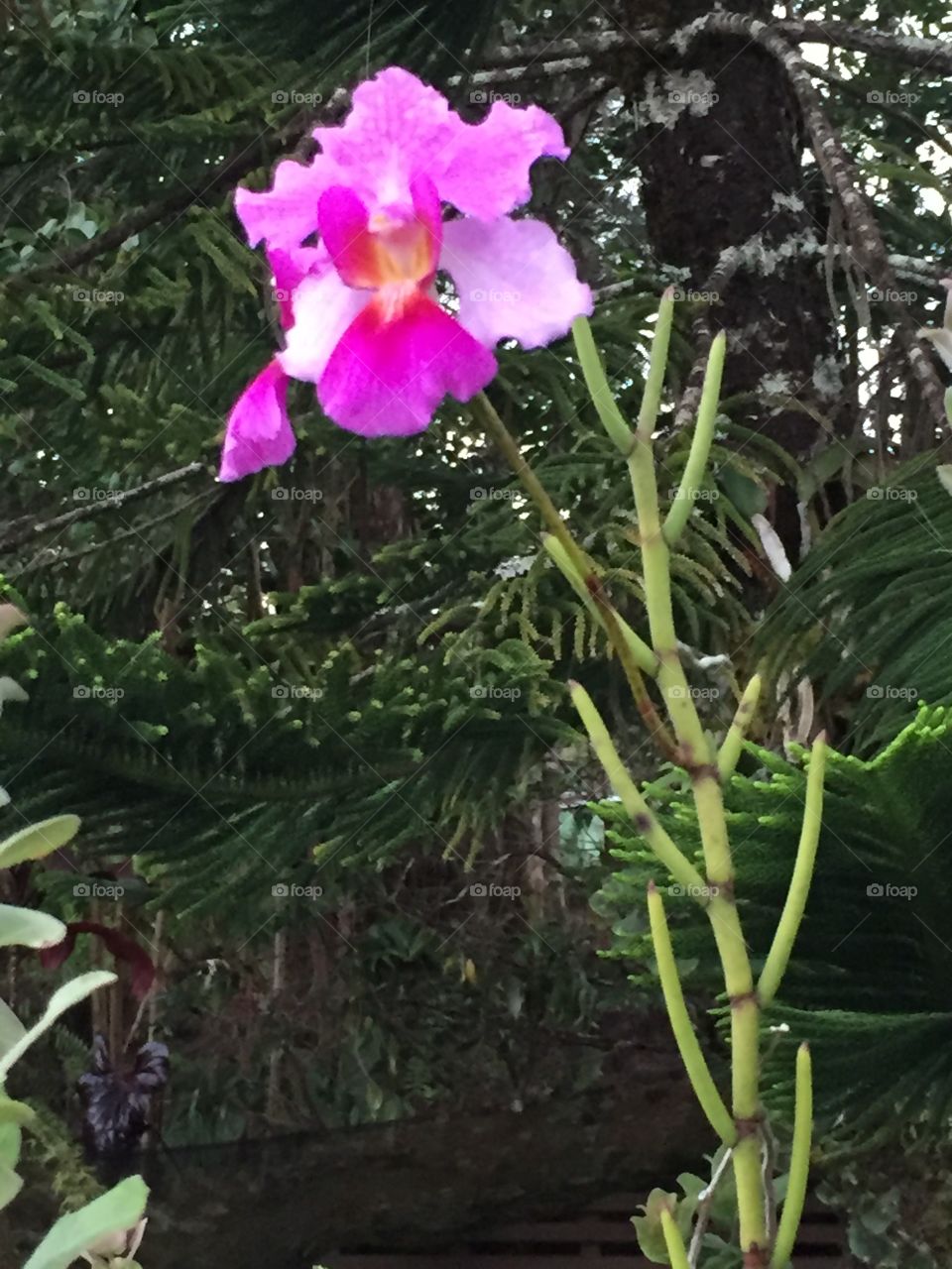 Back Yard Orchid