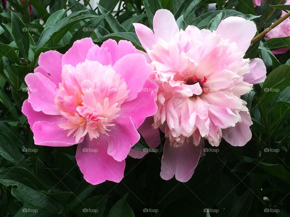 Pink peonies 