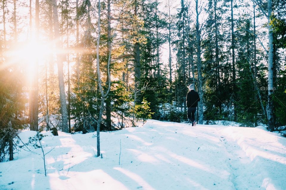 Winter, Wood, Snow, Tree, Landscape