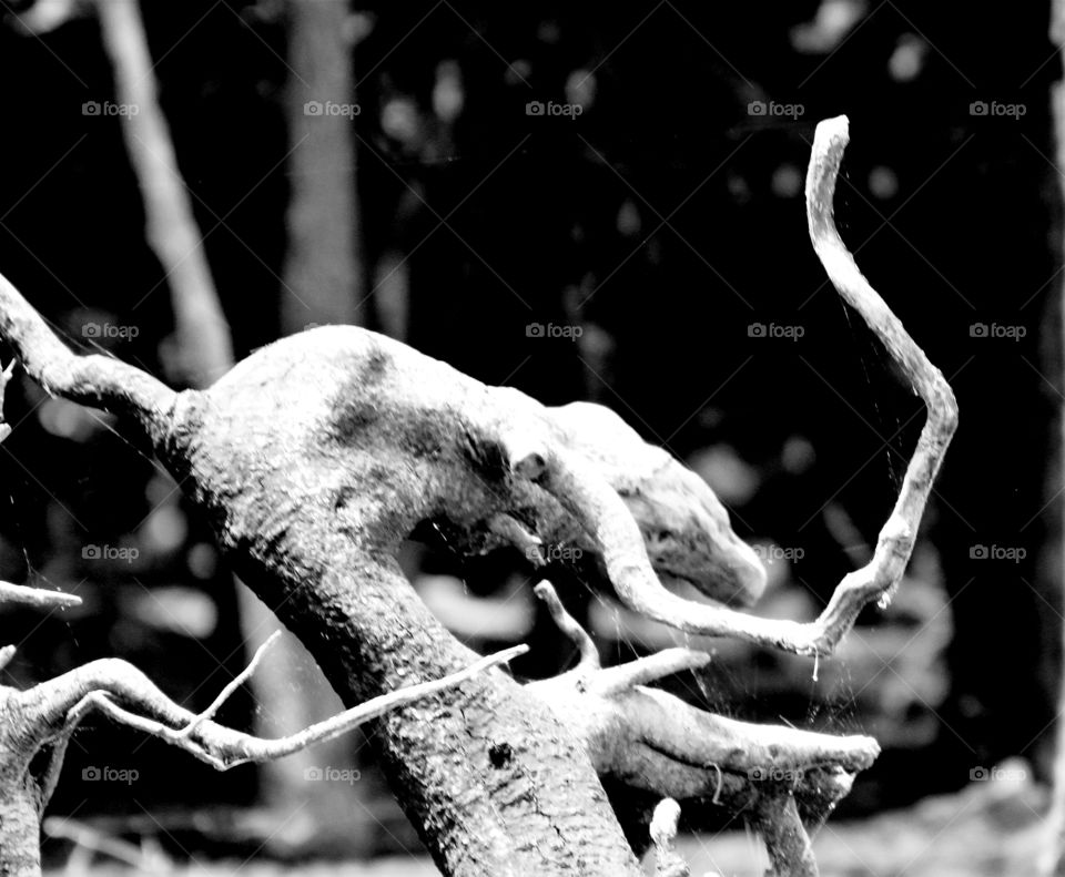 driftwood by the shoreline.  imaginTion...  something riding furiously.  black and white.