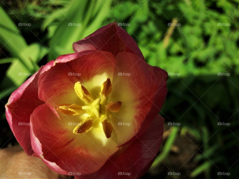 intense tulip