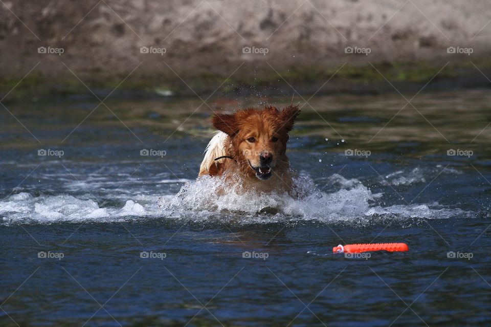 golden retriever jumping in the water