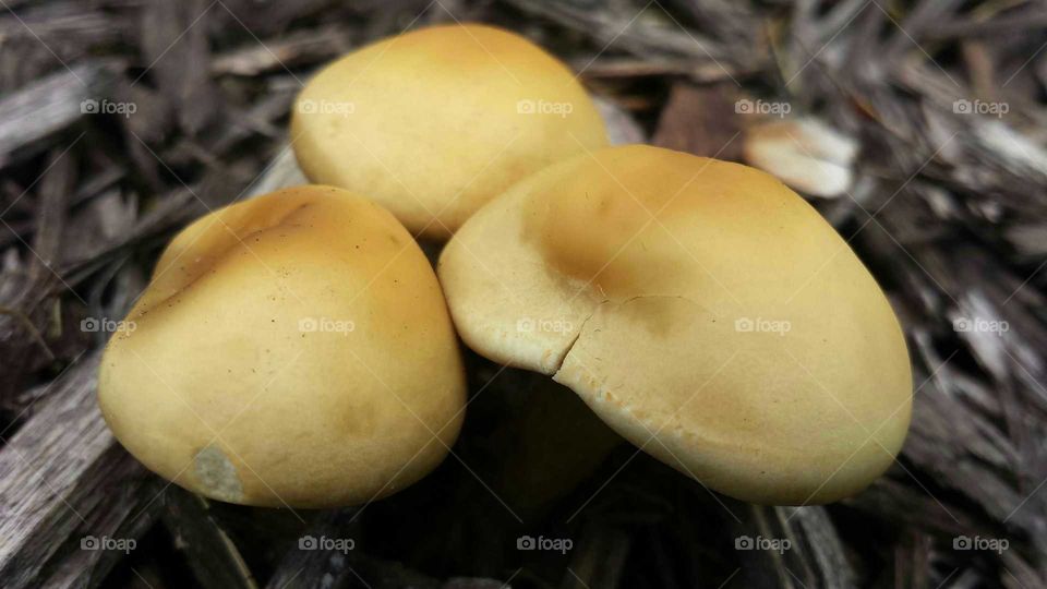 mushroom caps
