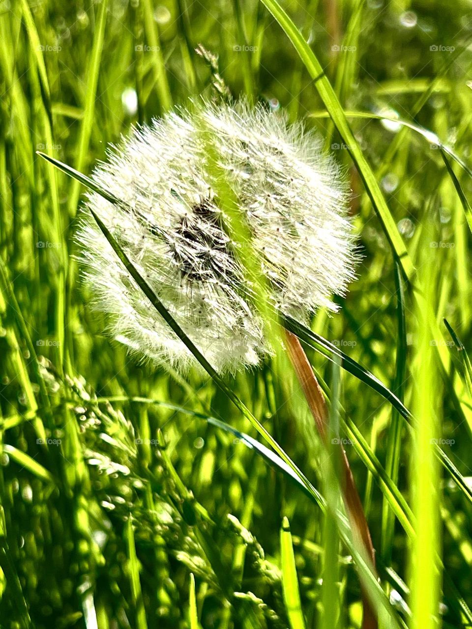 Одува́нчик — род многолетних травянистых растений семейства Астровые, или Сложноцветные 