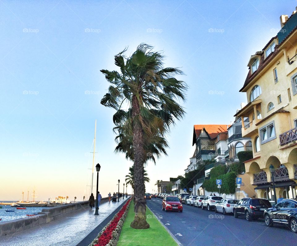 Palm Trees in Cascais