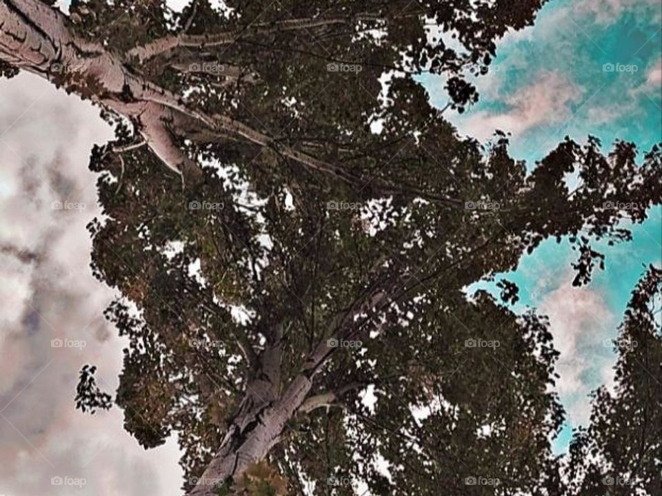 nature, tree, trees, foliage, fox trees, sky, tree against the sky, oboaka, fluffy oboaka, sweet oboaka, atmosphere, atmospheric photo