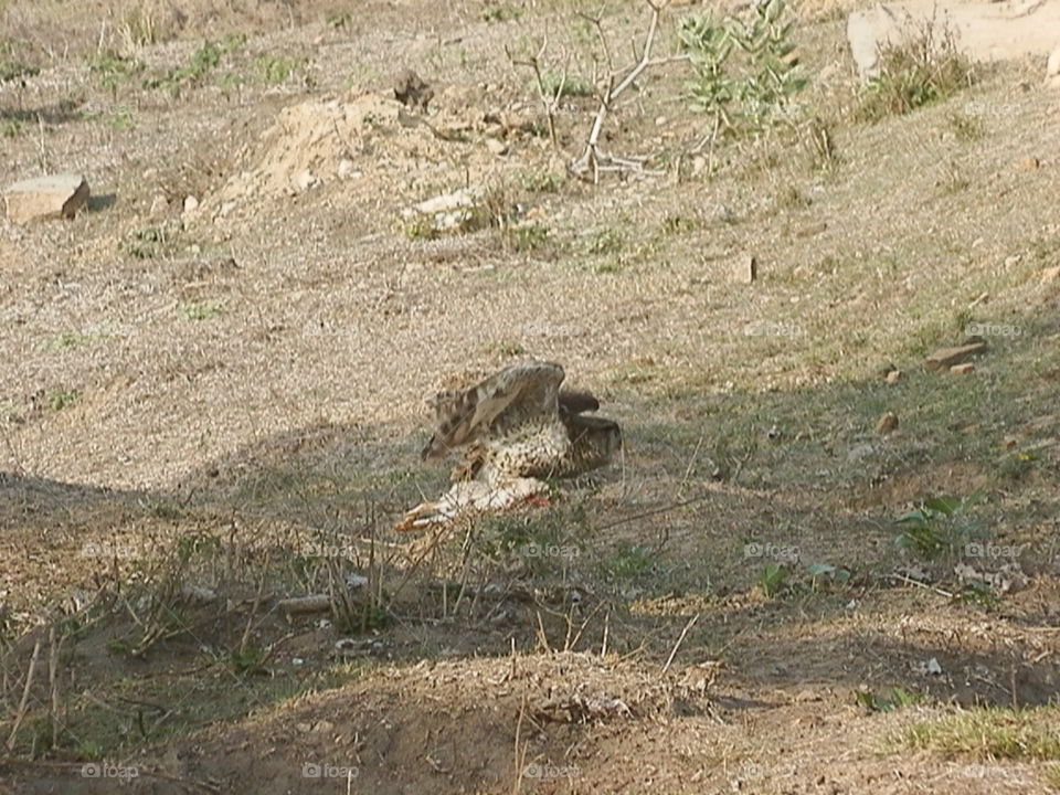 Wildlife, Nature, Animal, Grass, Wild