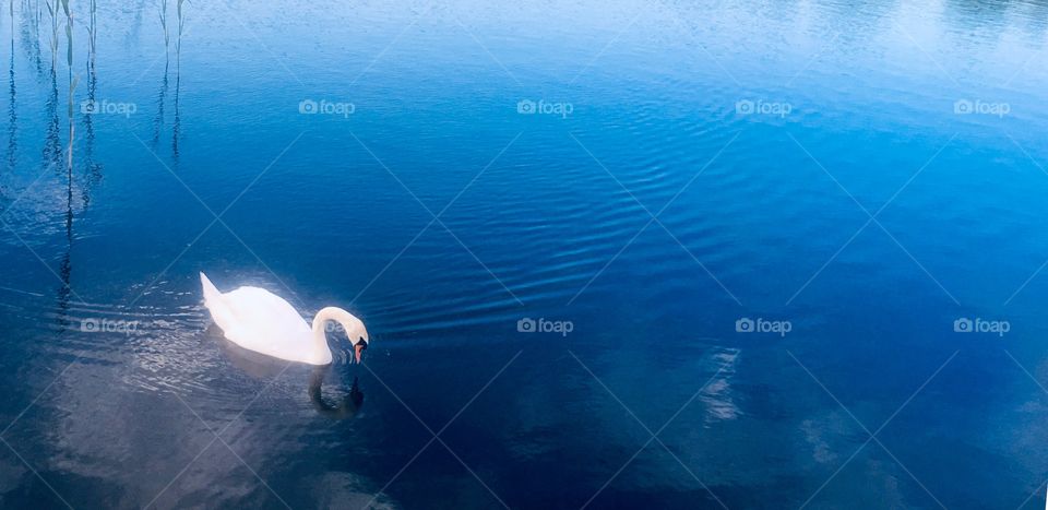 Swan on Bury Lake at Rickmansworth Aquadrome, Hertfordshire 